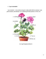 Referāts 'Lāzera ЛГН-109 starojuma ietekme uz ģerāniju. Vīrusu pētīšana', 11.