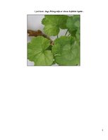 Referāts 'Lāzera ЛГН-109 starojuma ietekme uz ģerāniju. Vīrusu pētīšana', 22.