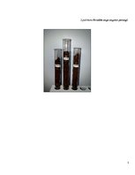 Referāts 'Lāzera ЛГН-109 starojuma ietekme uz ģerāniju. Vīrusu pētīšana', 23.