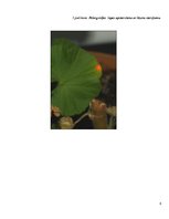 Referāts 'Lāzera ЛГН-109 starojuma ietekme uz ģerāniju. Vīrusu pētīšana', 26.