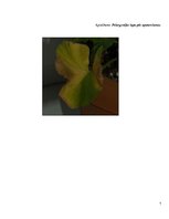 Referāts 'Lāzera ЛГН-109 starojuma ietekme uz ģerāniju. Vīrusu pētīšana', 27.