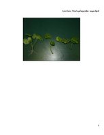 Referāts 'Lāzera ЛГН-109 starojuma ietekme uz ģerāniju. Vīrusu pētīšana', 29.