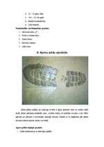 Referāts 'Praktiskais darbs Kriminalistikā', 7.