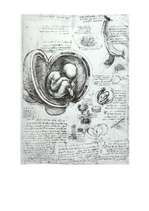 Referāts 'Leonardo da Vinči', 22.