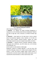 Referāts 'Biodegviela', 4.