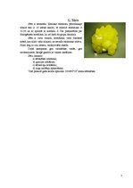 Referāts 'Sērs', 3.