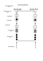 Konspekts 'Vieglatlētikas stafete', 3.