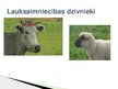 Prezentācija 'Lauksaimniecības dzīvnieki: govis, aitas', 1.