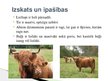 Prezentācija 'Lauksaimniecības dzīvnieki: govis, aitas', 5.