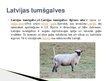 Prezentācija 'Lauksaimniecības dzīvnieki: govis, aitas', 14.