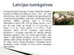 Prezentācija 'Lauksaimniecības dzīvnieki: govis, aitas', 15.