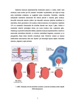 Referāts 'Hemolītiskās anēmijas', 7.