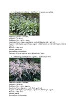 Konspekts 'Krāšņumaugi', 2.