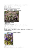 Konspekts 'Krāšņumaugi', 7.
