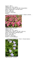 Konspekts 'Krāšņumaugi', 9.