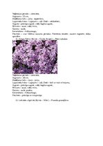 Konspekts 'Krāšņumaugi', 11.