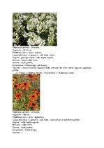 Konspekts 'Krāšņumaugi', 12.