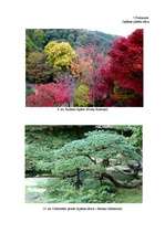 Referāts 'Likteņdārzs Koknesē', 36.