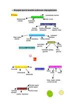 Referāts 'Efektīva sporta stunda C līmeņa klasēs', 4.