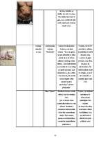 Referāts 'Cūkas tēls drukātajās reklāmās', 31.