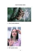 Referāts 'Cūkas tēls drukātajās reklāmās', 64.