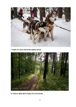 Referāts 'Ogres Zilie kalni – no teikas līdz dabas parkam', 17.