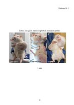 Referāts 'Jauniešu informētība par ģenētiski modificētu organismu izmantošanu pārtikā, to ', 25.