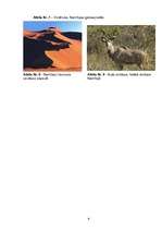 Referāts 'Medību tūrisma iespējas Namībijā', 40.