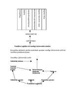 Referāts 'Veselības izglītība', 4.