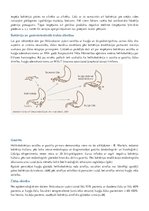 Referāts 'Helikobaktērija', 3.