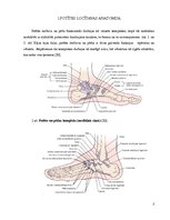 Konspekts 'Fizioterapija pēc potītes locītavas endoprotezēšanas', 5.