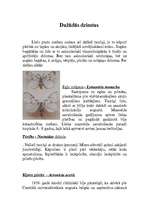 Referāts 'Tauriņi', 5.