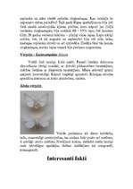 Referāts 'Tauriņi', 6.