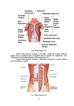 Diplomdarbs 'Stiepšanās vingrinājumu ietekme uz rezultātu airēšanā', 10.