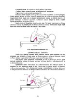 Diplomdarbs 'Stiepšanās vingrinājumu ietekme uz rezultātu airēšanā', 13.