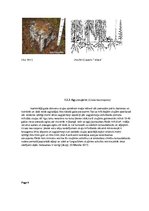 Konspekts 'Globālās sasilšanas ietekme uz sēņu, vīrusu un baktēriju slimību izplatību egļu ', 6.