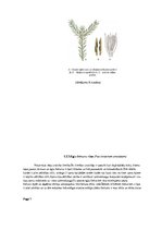 Konspekts 'Globālās sasilšanas ietekme uz sēņu, vīrusu un baktēriju slimību izplatību egļu ', 7.