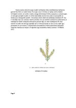 Konspekts 'Globālās sasilšanas ietekme uz sēņu, vīrusu un baktēriju slimību izplatību egļu ', 9.