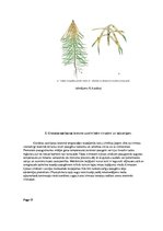 Konspekts 'Globālās sasilšanas ietekme uz sēņu, vīrusu un baktēriju slimību izplatību egļu ', 11.