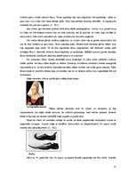 Referāts 'Viduslaiku mode', 13.