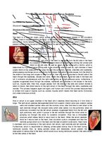 Konspekts 'The Cardio-Respiratory and Energy Systems', 1.