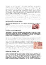 Konspekts 'The Cardio-Respiratory and Energy Systems', 3.