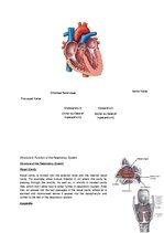 Konspekts 'The Cardio-Respiratory and Energy Systems', 7.