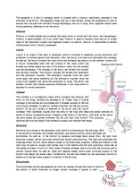 Konspekts 'The Cardio-Respiratory and Energy Systems', 8.