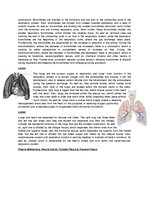 Konspekts 'The Cardio-Respiratory and Energy Systems', 9.