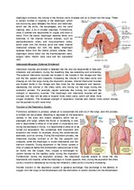 Konspekts 'The Cardio-Respiratory and Energy Systems', 11.
