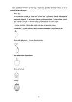 Referāts 'Mīklas mīcītāji un iekārtu pielietojums picas ražošanā', 7.