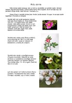 Konspekts 'Rožu dzimta', 1.