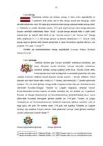 Referāts 'Nacionālie un valstiskie simboli mārketingā', 13.