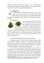 Referāts 'Nacionālie un valstiskie simboli mārketingā', 15.